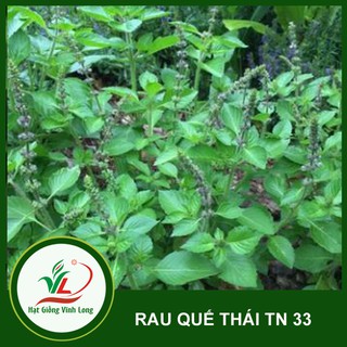 Hạt giống Rau quế Thái - Sakon TN 33