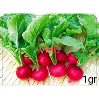 Hạt giống củ cải đỏ tròn baby