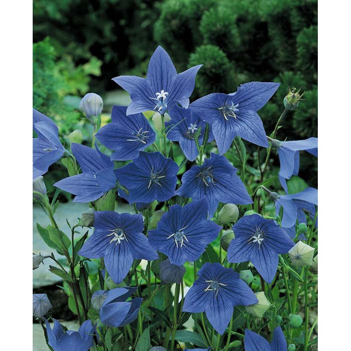 Hạt Giống Hoa cát cánh xanh blue 50 Hạt (golden seed)