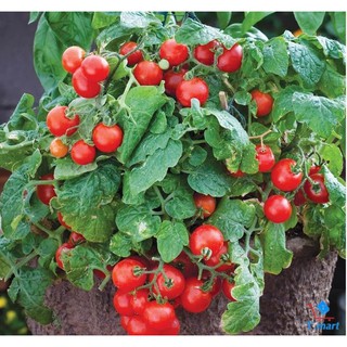Hạt giống Cà Chua bi (Cherry) Mix