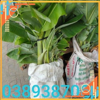 Hàng chất lượng loại I cây chuối sứ giống cao khoảng 60cm