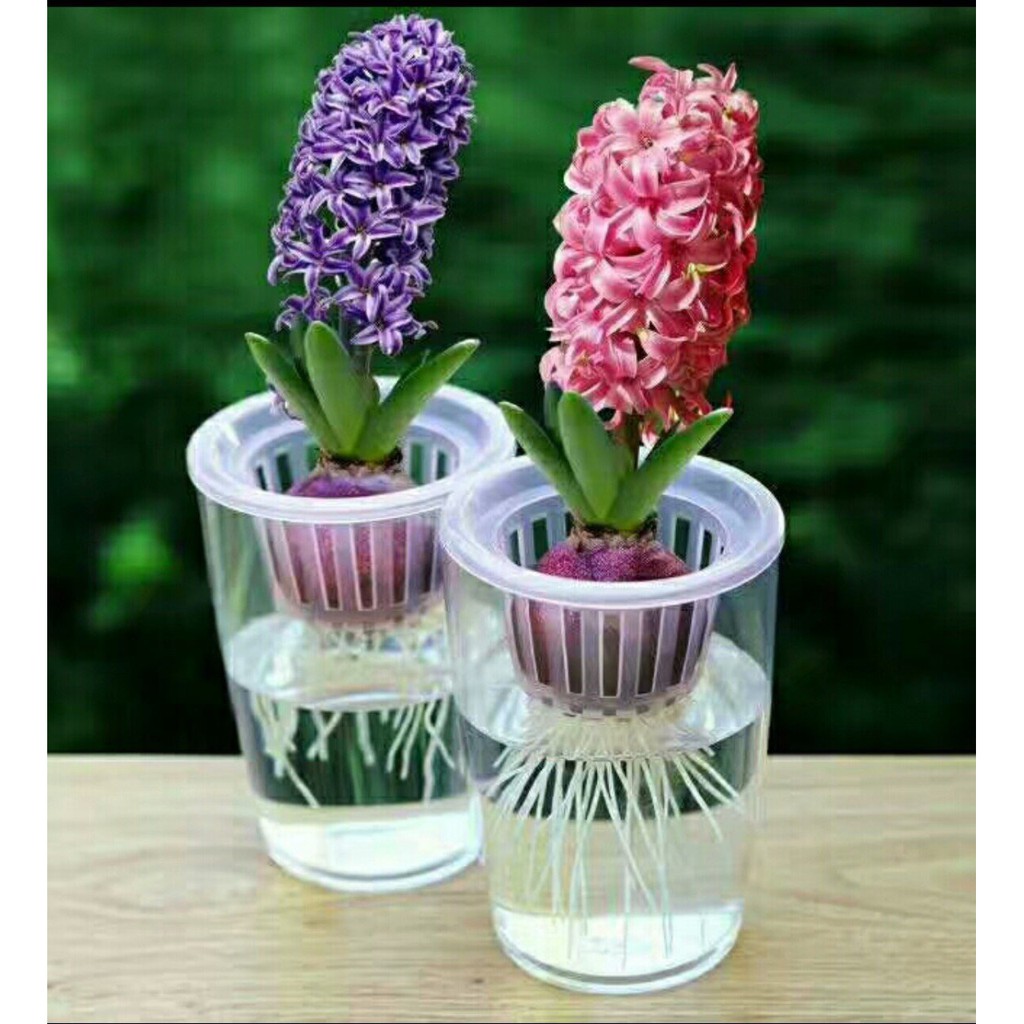 Củ hoa tiên ông trồng tết  củ tiên ông củ như hình cuối