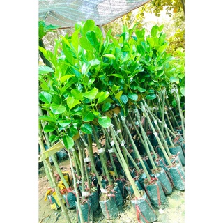 Cây Mít Thái Ra Quả Siêu Sớm Trái To Ngọt Đậm Ít Hạt Dễ Trồng Sinh Trưởng Nhanh Cho Năng Suất Cao