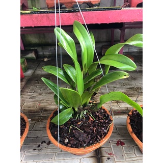 CHẤT LƯU DẪN ĐẠI BÀNG TĂNG HIỆU QUẢ PHÂN BÓN