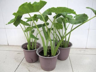 Dọc mùng - chậu rau giống + tặng 02 cây nhót ngọt