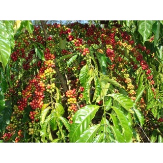 Cà phê rang xay mộc