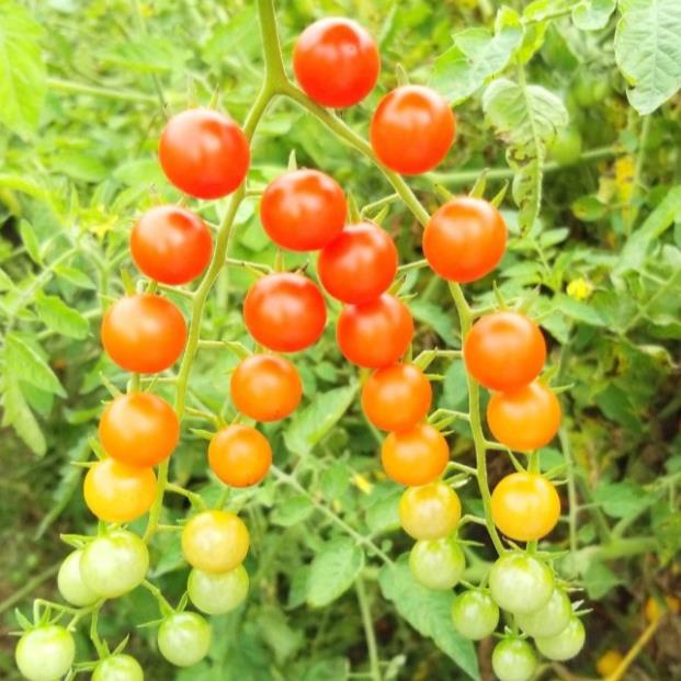 Hạt giống cà chua bi 30 hạt