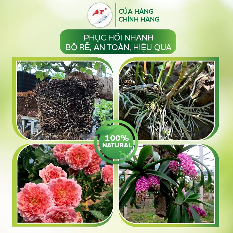 Kích rễ sinh học đậm đặc siêu ra rễ cực mạnh cho rau màu, hoa hồng, hoa lan, cây cảnh trong nhà - B52 siêu ra rễ 100ml