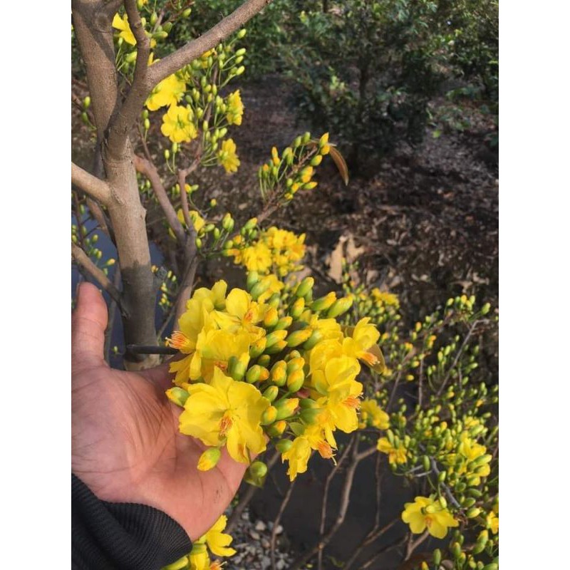 Cây giống mai vàng