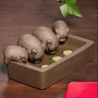 Dàn lợn con Đàn heo con ăn trong máng gốm tử sa