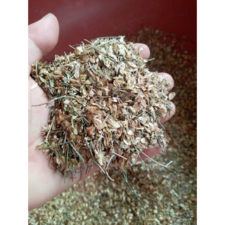 1kg Hạt giống phi lao