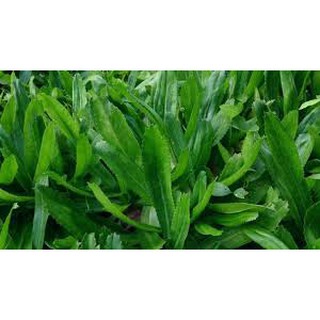Hạt Giống Ngò Gai