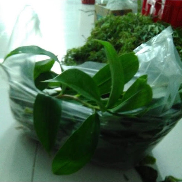 Cây mía dò tươi - gói 1kg