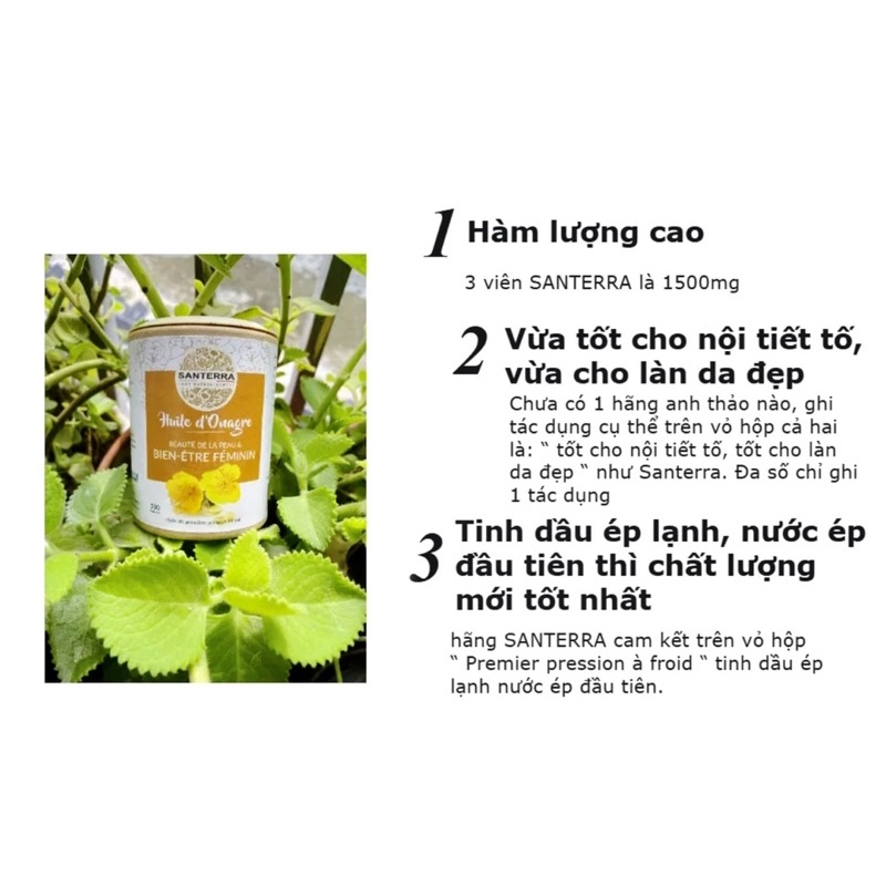 Dầu hoa anh thảo ép lạnh lần đầu SANTERRA nội địa Pháp