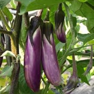 Hạt giống cây cà tím