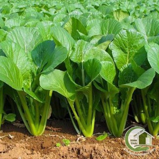 Hạt giống rau cải ngọt