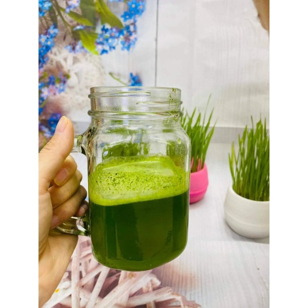 COMBO Cỏ lúa mì tự trồng tại nhà siêu tiết kiệm 1kg+ 1 xơ xừa+1 khay trồng