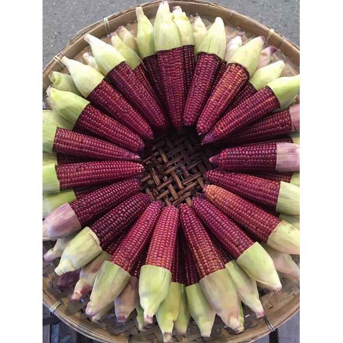 HẠT GIỐNG BẮP THẢO DƯỢC F1 RỒNG ĐỎ - GÓI 10 GRAM