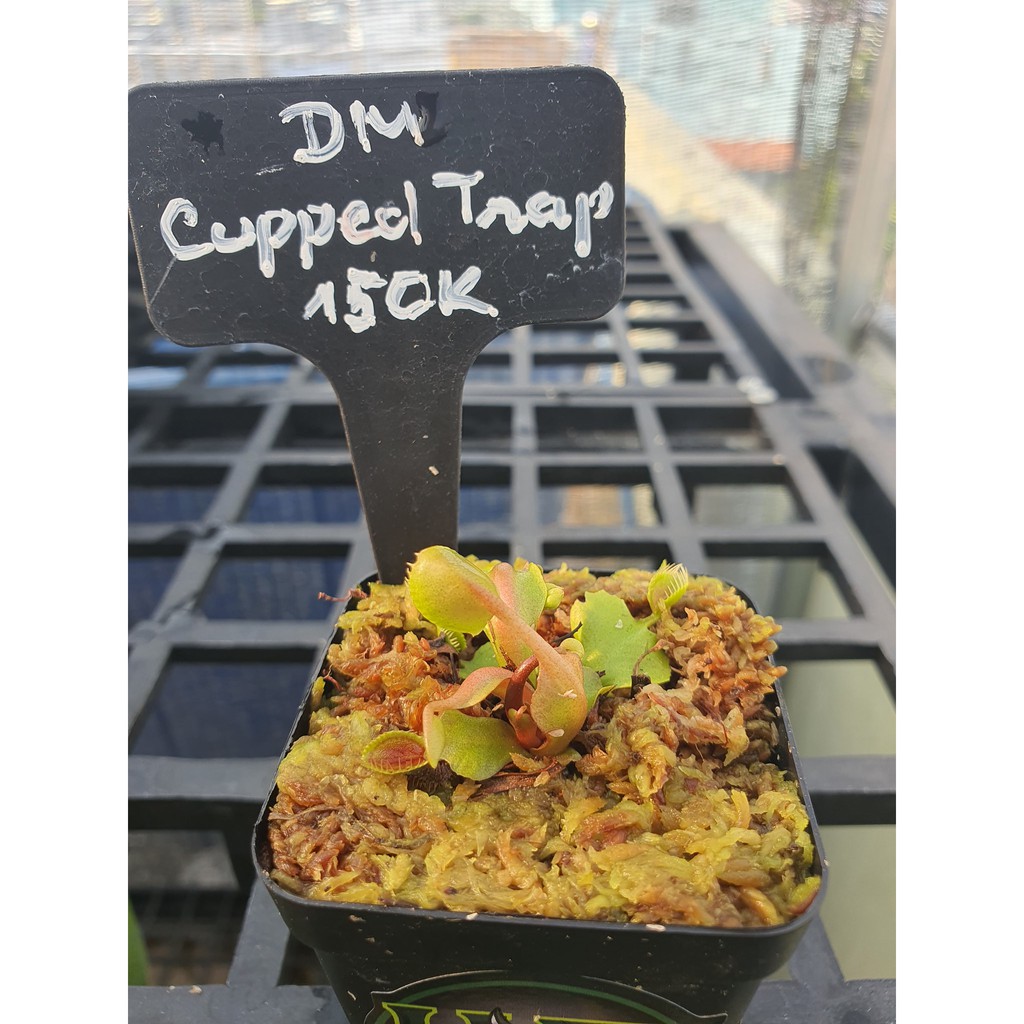 Cây Bắt Mồi-Cây Bẫy Kẹp-Dionaea muscipula 'Cupped Trap' tại HT-Exotic Garden