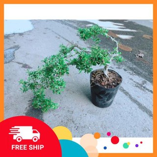 Linh Sam Bonsai