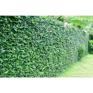 Cây thằn lằn bò leo tường (cây vẩy ốc)