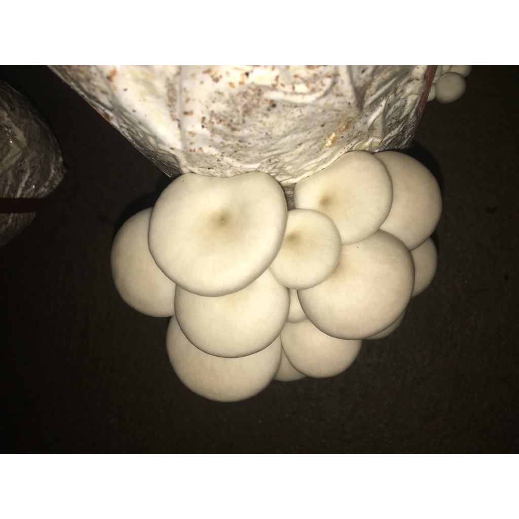Phôi nấm sò trắng