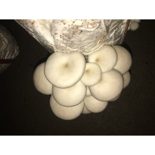 Phôi nấm sò trắng
