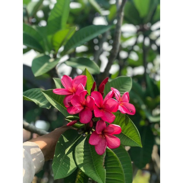 Cây 🌲 Sứ đại hồng ...ấn độ