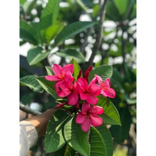 Sứ đại hồng ...ấn độ
