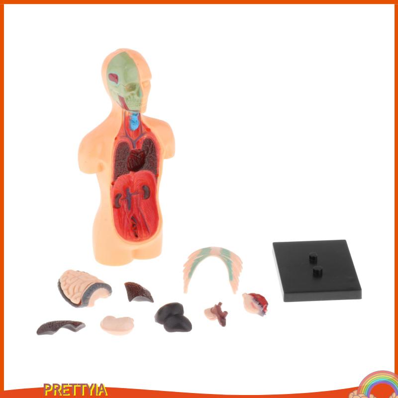 Mô Hình Cơ Thể Người 3D DIY Độc Đáo