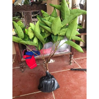 Cây giống mận tím roi (CÂY GHÉP - SIÊU SỚM TRÁI- CHUẨN GIỐNG)