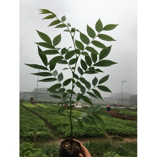 cây giống sưa đỏ