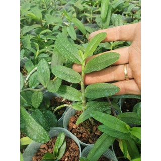 phi điệp hồng mỹ nhân