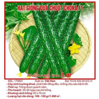 Hạt giống quả dưa chuột choka F1