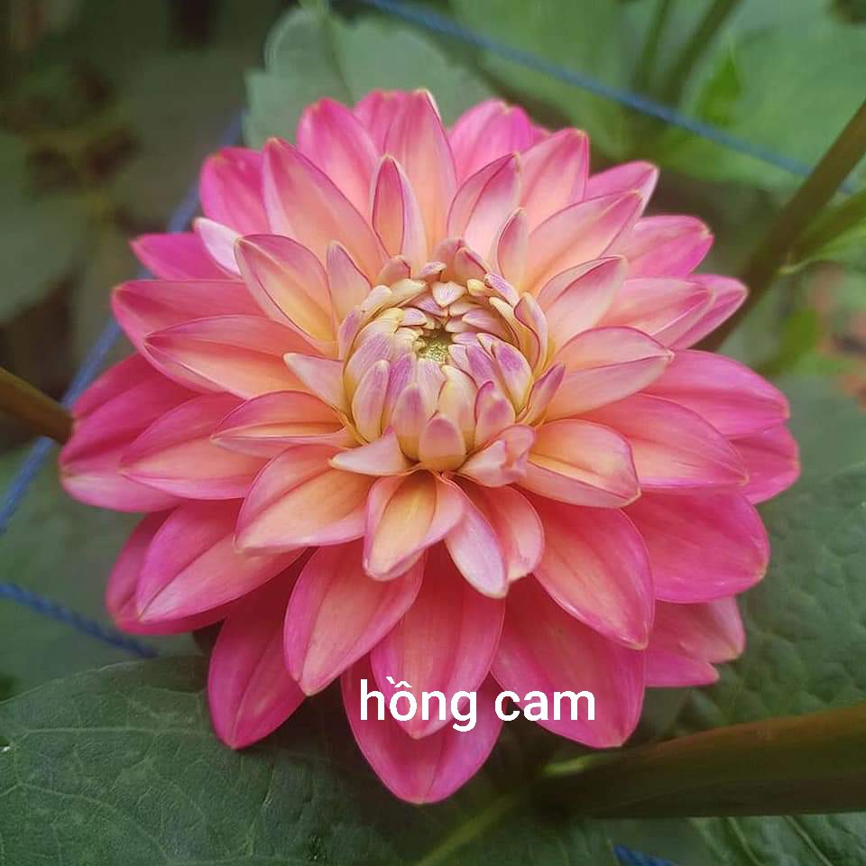 Củ Giống Thược Dược Ngoại Giống Hoa