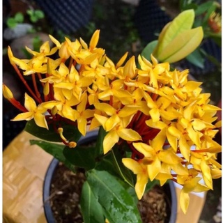 Cây bông trang vàng son - cao 25-40cm