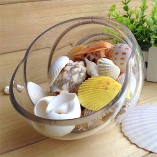100g Vỏ Sò/Ốc Biển Trang Trí Bể Cá