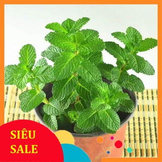 Hạt giống bạc hà 100 hạt  TẾT KHUYẾN MẠI