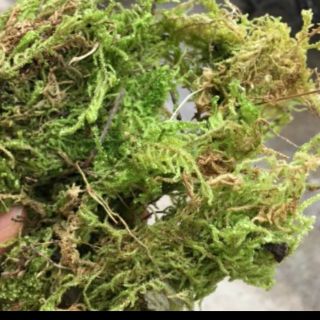 1 kg rêu trồng phong lan giá tại xưởng