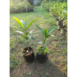 Cây Vú Sữa Hoàng Kim