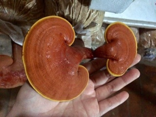 300gram Linh chi sấy khô