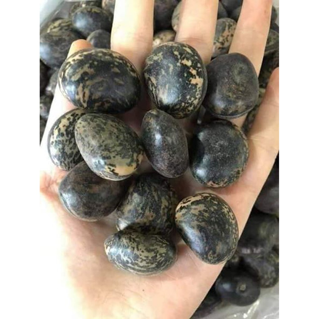 HẠT ĐẬU LÀO HÚT ĐỘC (5 hạt )