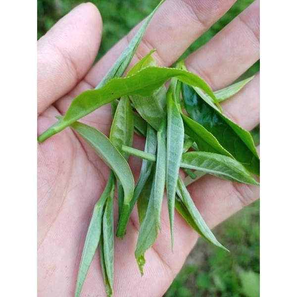 Chè Shan Tuyết Đội 2 Của Tỉnh Lai Châu