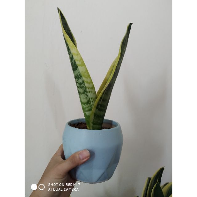 Cây Lưỡi hổ