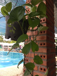 Trầu bà trang trí