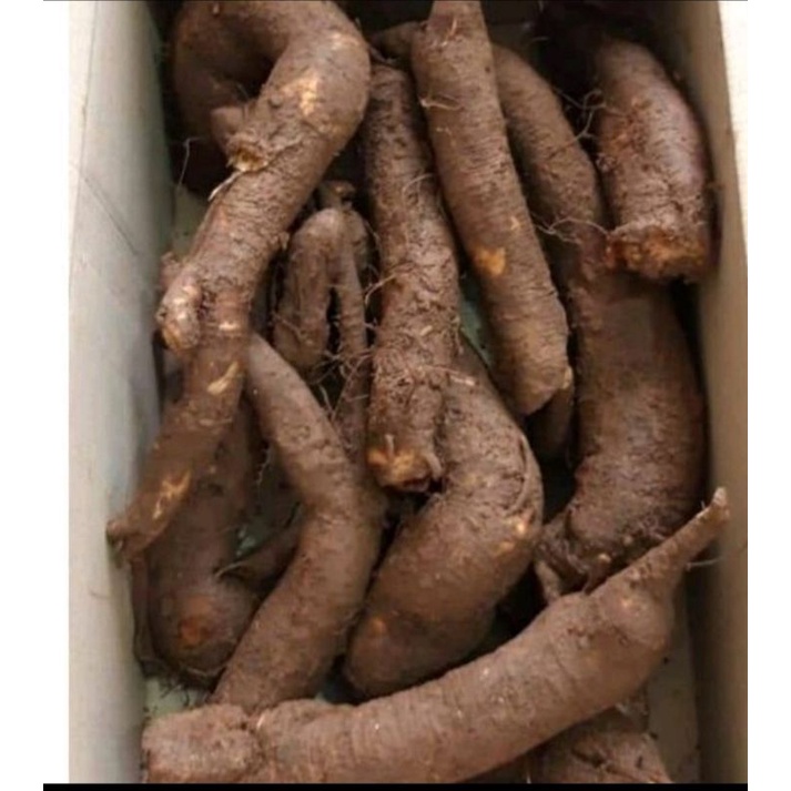 Củ Gai Tươi Dưỡng Thai, An Thai