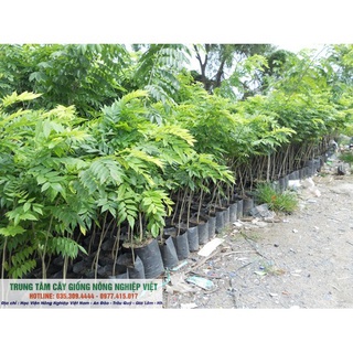 Cây giống Sưa Đỏ