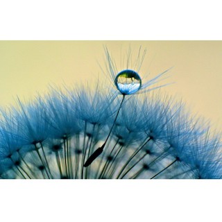 Hạt giống hoa Bồ Công Anh xanh tím