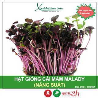 Hạt Giống Mầm Củ Cải Malady Phú Nông Gói 30 Gram
