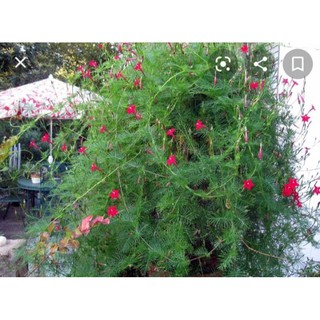 hạt giống cây hoa sao leo giàn